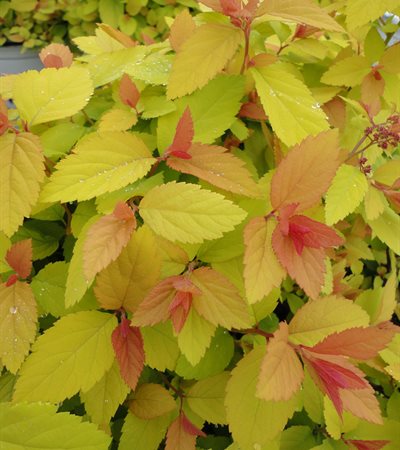 Spiraea Double Play® Big Bang™